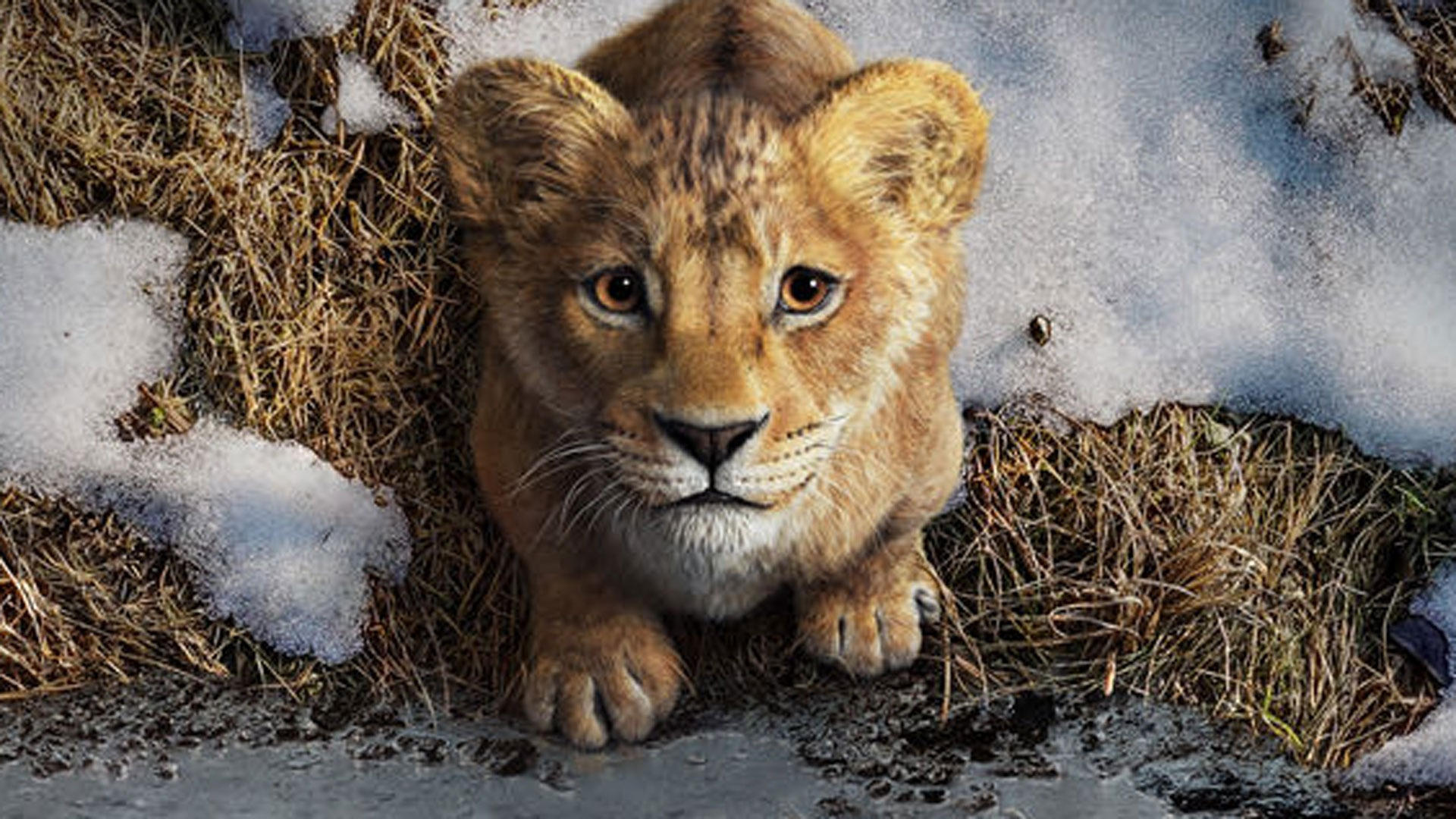 Immagine Mufasa: Il Re Leone - Poster - Sfondi
