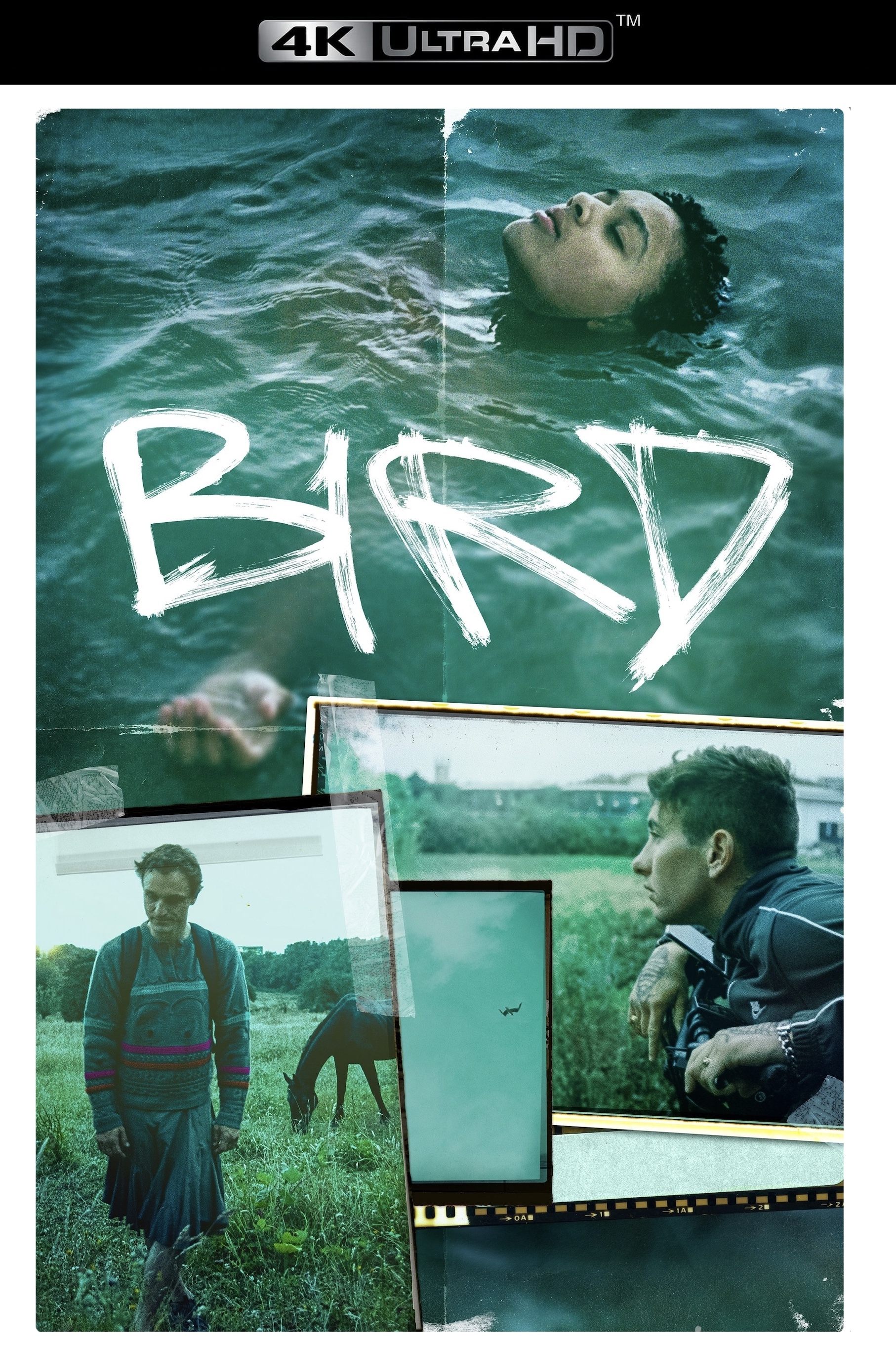 Immagine Bird - Poster - Sfondi