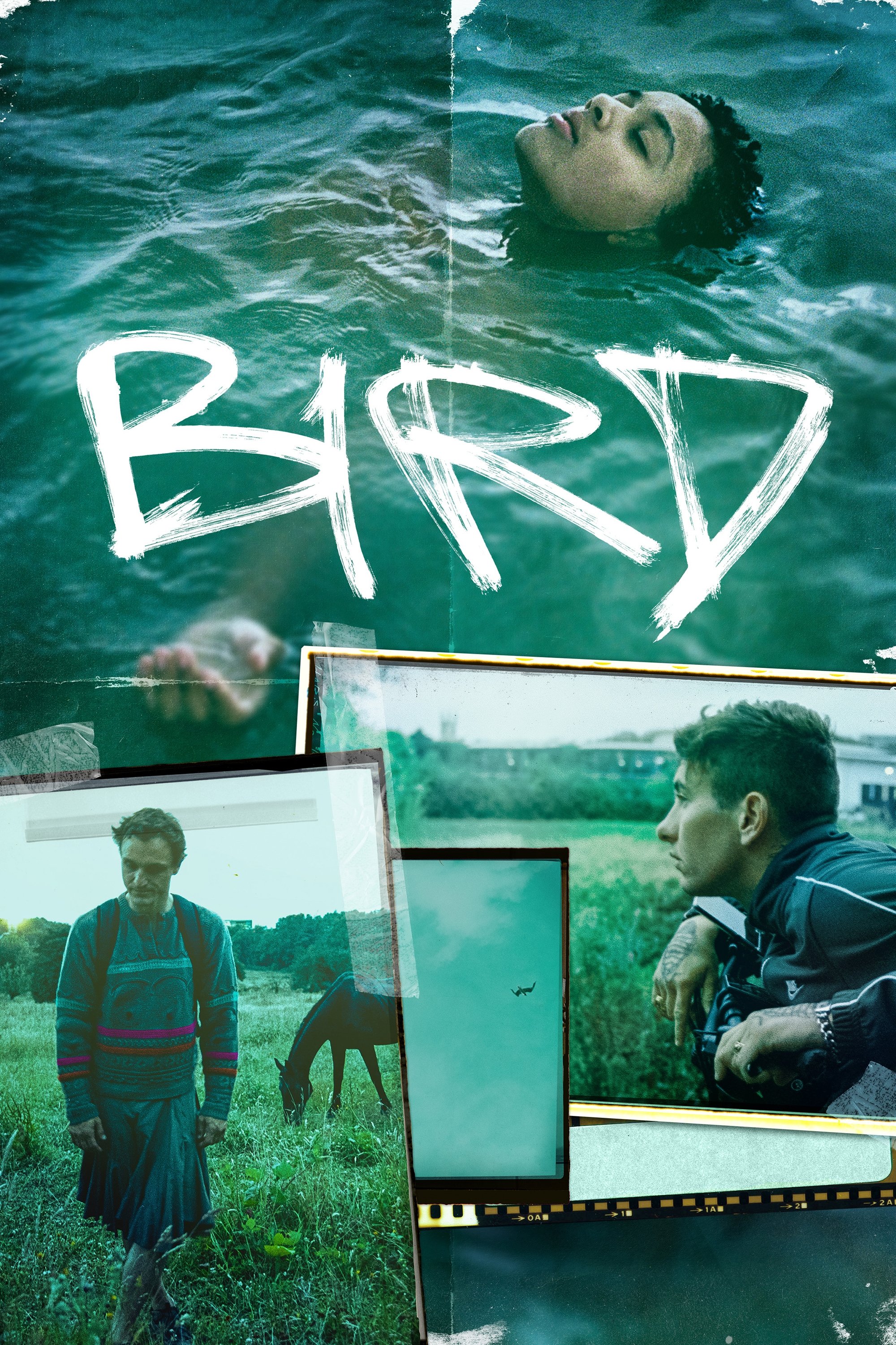 Immagine Bird - Poster - Sfondi